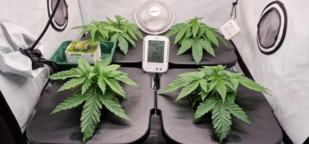 Think Tank & Chimera Cut. Week 4