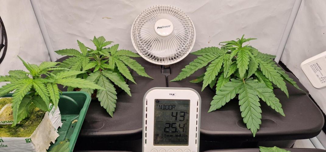 Think Tank & Chimera Cut. Week 4