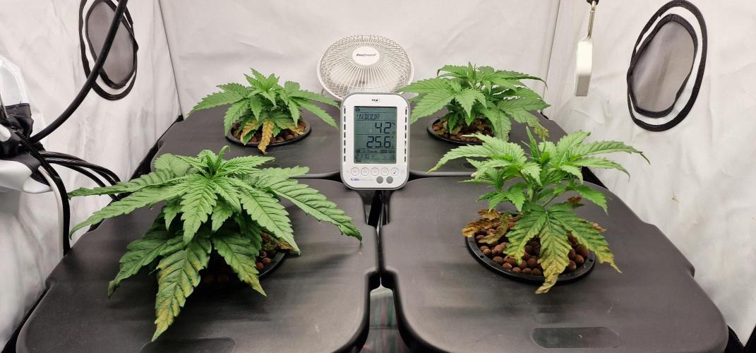 Think Tank & Chimera Cut. Week 4