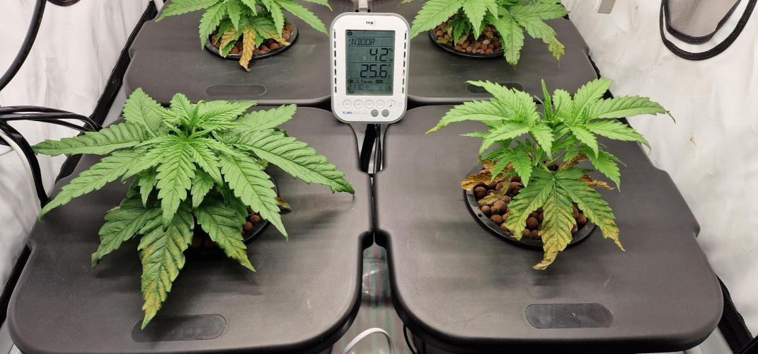 Think Tank & Chimera Cut. Week 4