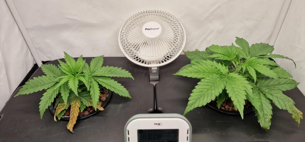 Think Tank & Chimera Cut. Week 4