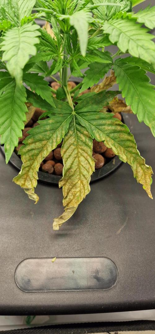 Think Tank & Chimera Cut. Week 4