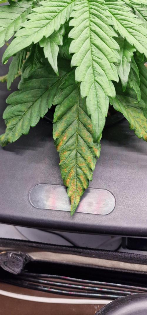 Think Tank & Chimera Cut. Week 4