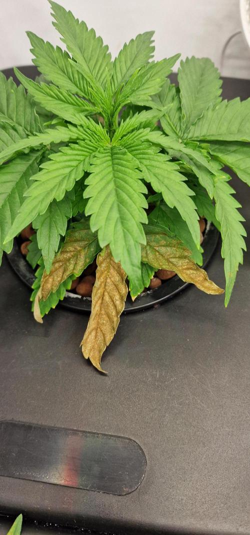 Think Tank & Chimera Cut. Week 4