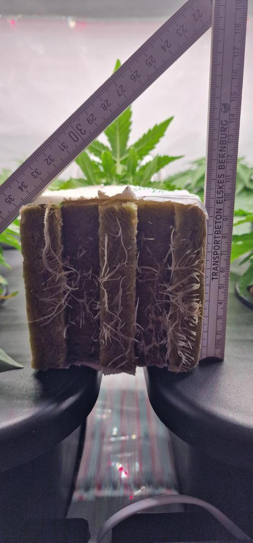 Think Tank & Chimera Cut. Week 4