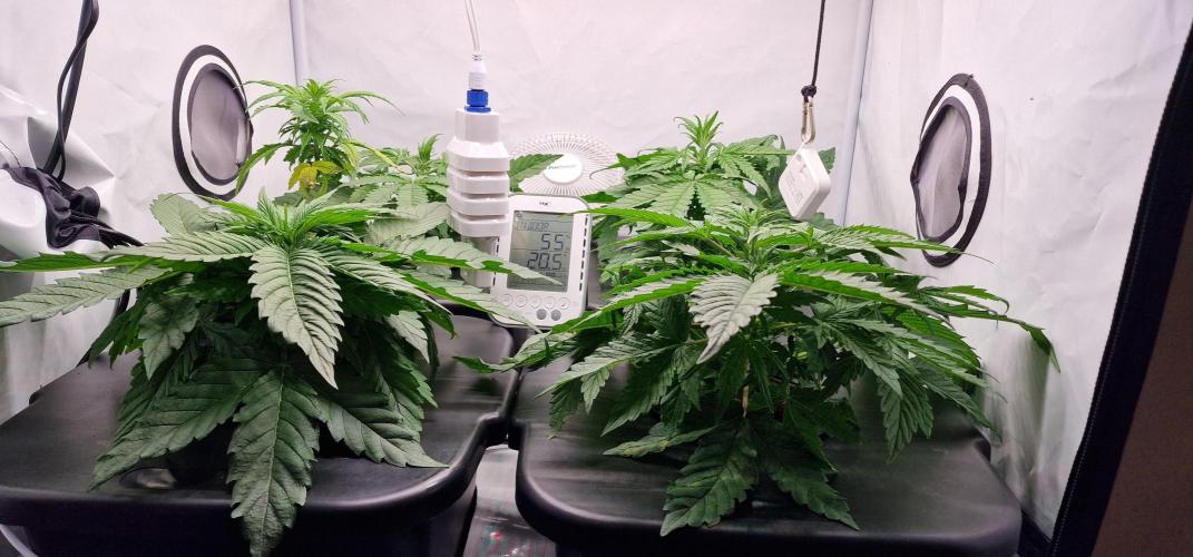 Think Tank & Chimera Cut. Week 4