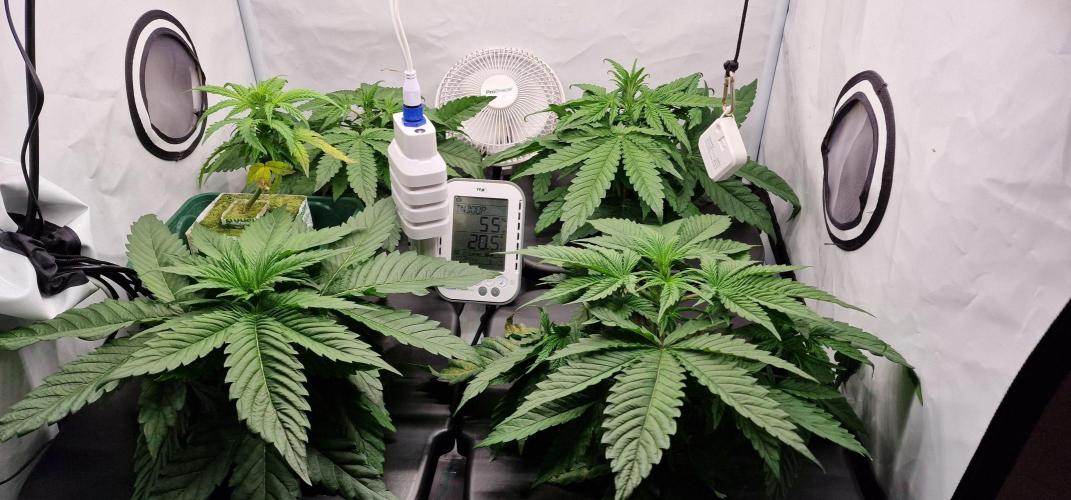 Think Tank & Chimera Cut. Week 4