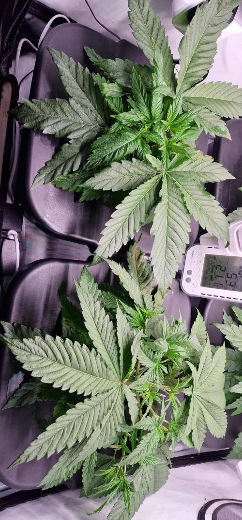 Think Tank & Chimera Cut. Week 4