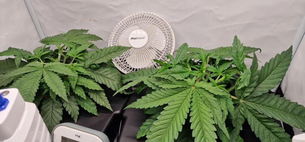 Think Tank & Chimera Cut. Week 4