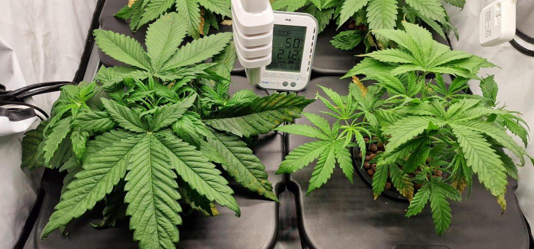 Think Tank & Chimera Cut. Week 4