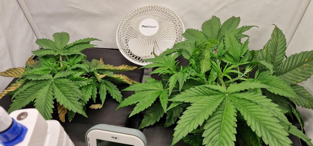 Think Tank & Chimera Cut. Week 4