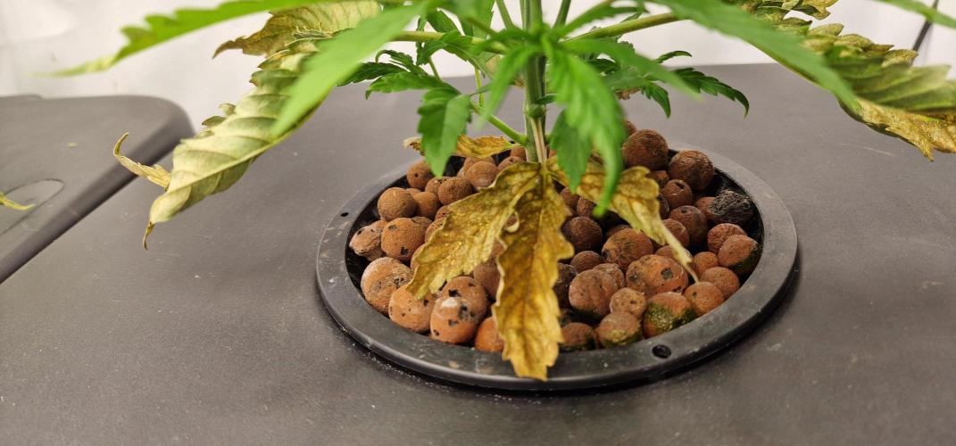 Think Tank & Chimera Cut. Week 4