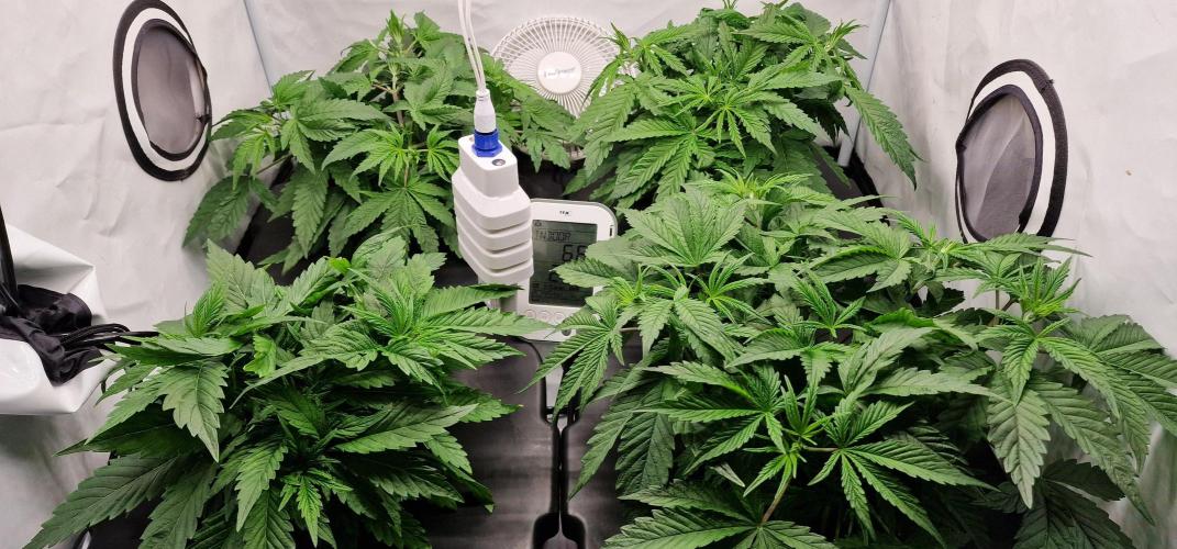 Think Tank & Chimera Cut. Week 5