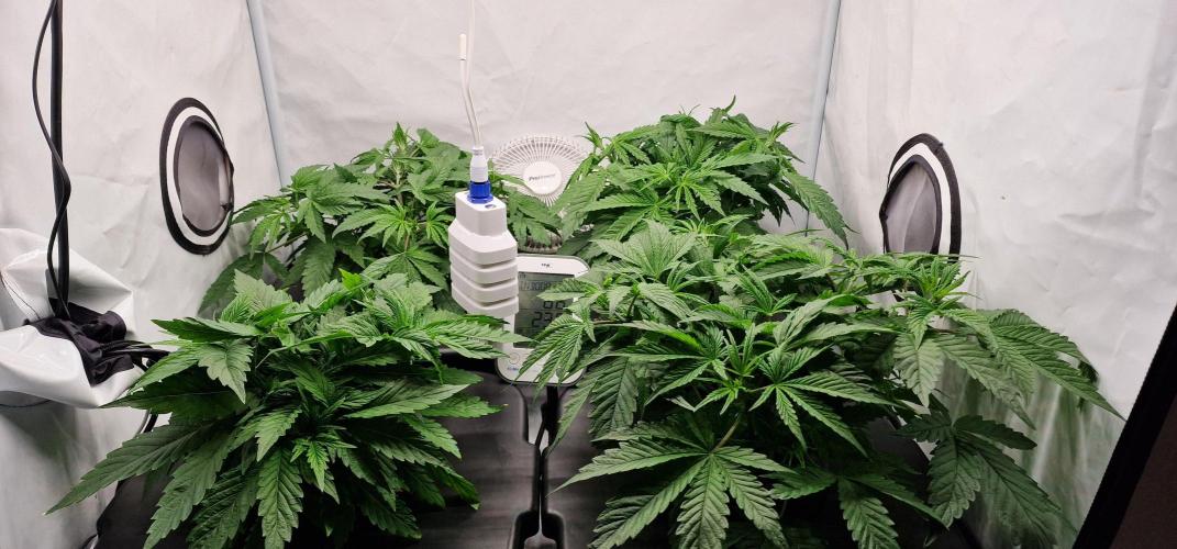 Think Tank & Chimera Cut. Week 5