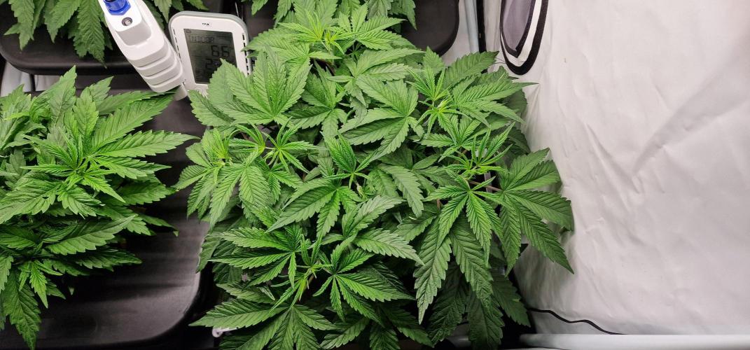 Think Tank & Chimera Cut. Week 5