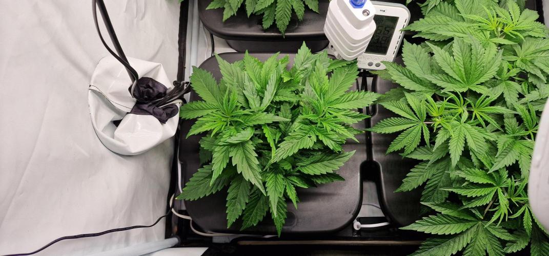 Think Tank & Chimera Cut. Week 5