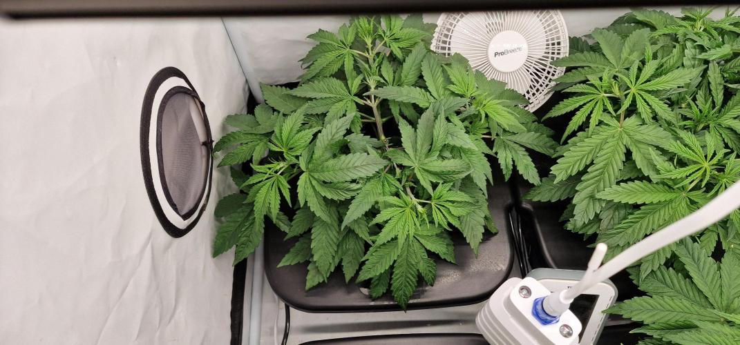 Think Tank & Chimera Cut. Week 5