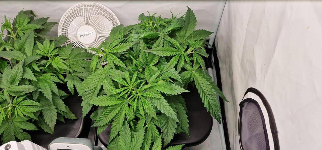 Think Tank & Chimera Cut. Week 5