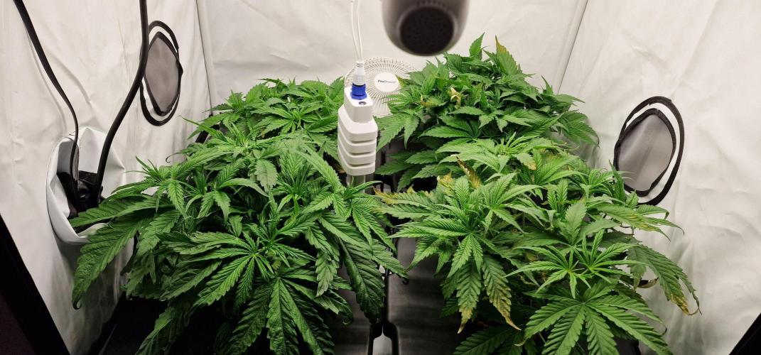 Think Tank & Chimera Cut. Week 5