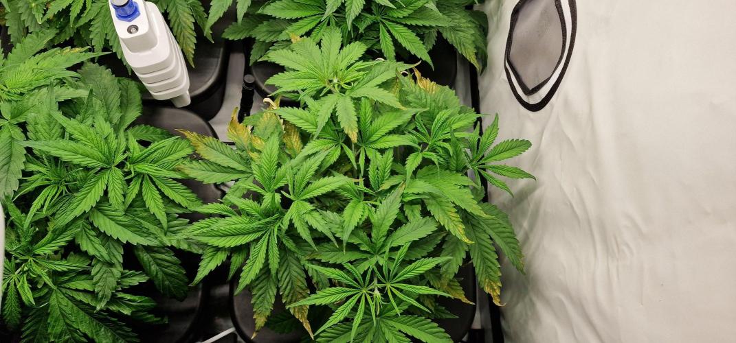 Think Tank & Chimera Cut. Week 5