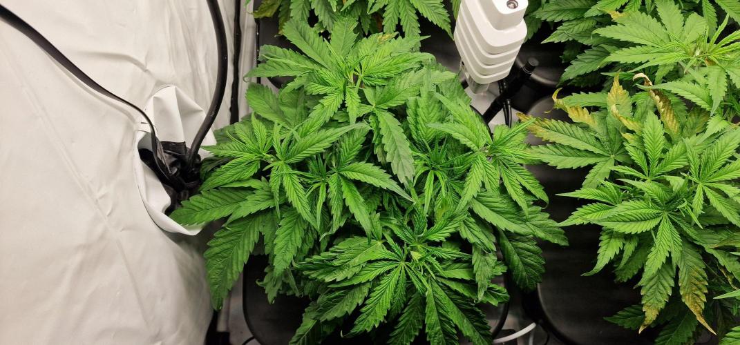 Think Tank & Chimera Cut. Week 5