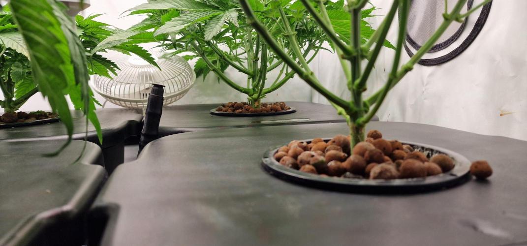 Think Tank & Chimera Cut. Week 5