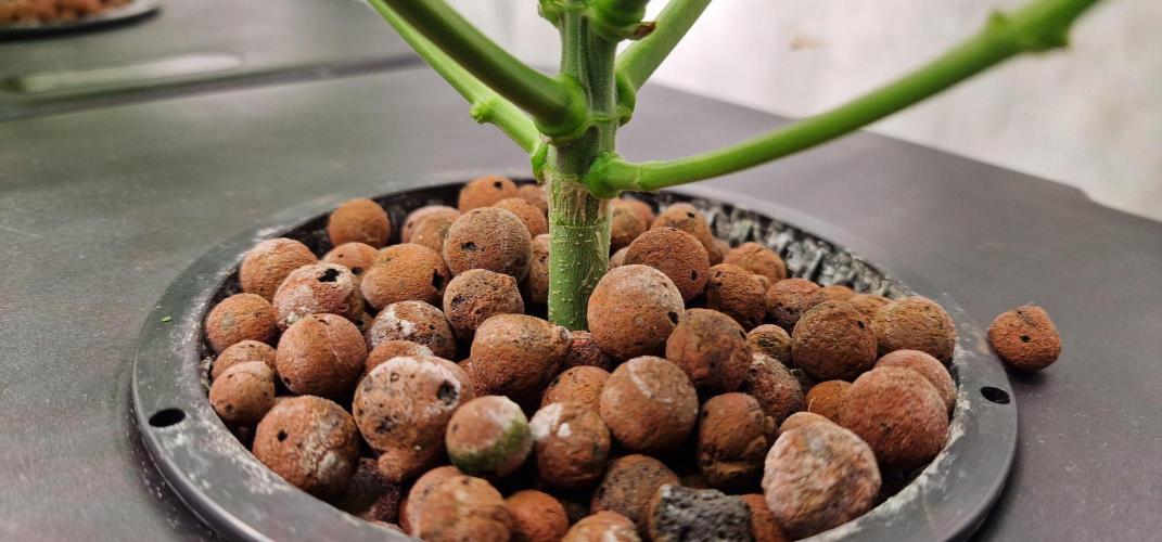 Think Tank & Chimera Cut. Week 5