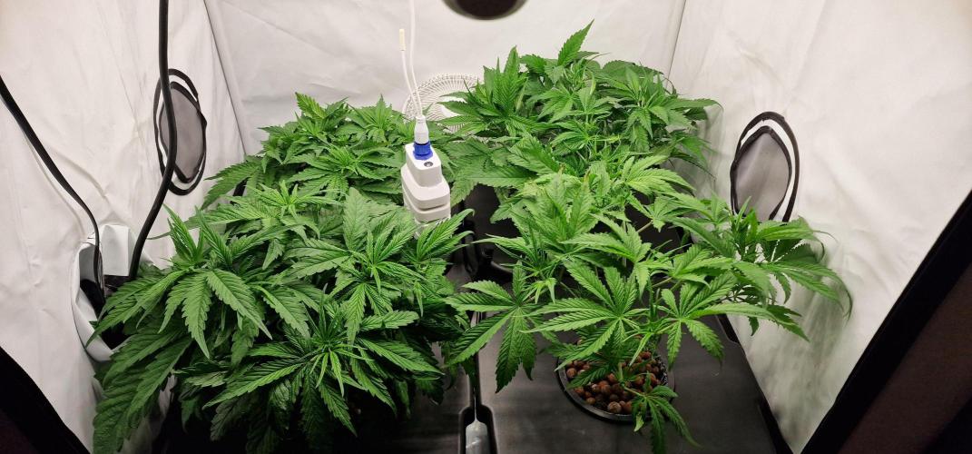 Think Tank & Chimera Cut. Week 5