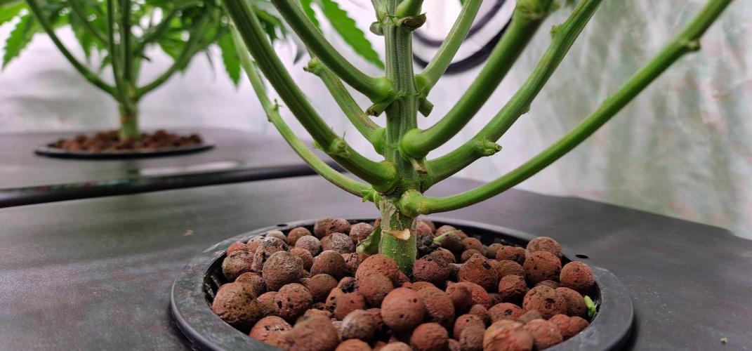 Think Tank & Chimera Cut. Week 5