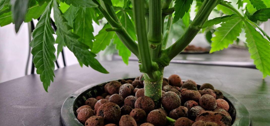 Think Tank & Chimera Cut. Week 5