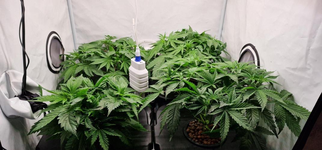 Think Tank & Chimera Cut. Week 5