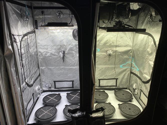 Ruthless cultivation. Week 0