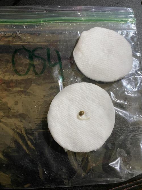 Ruthless cultivation. Week 0