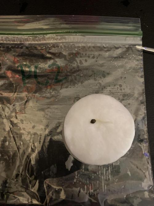 Ruthless cultivation. Week 0