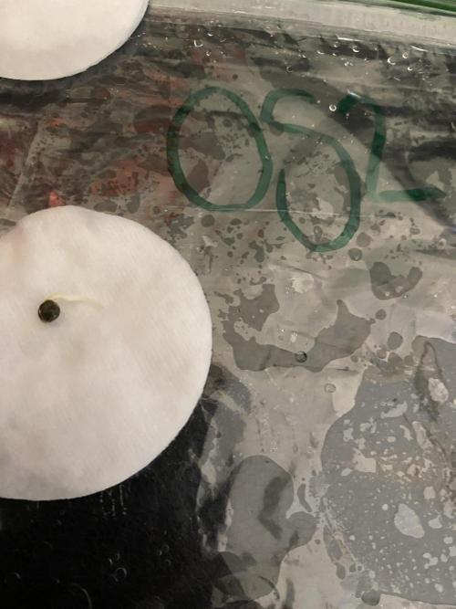 Ruthless cultivation. Week 0