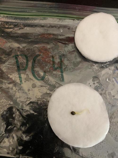 Ruthless cultivation. Week 0