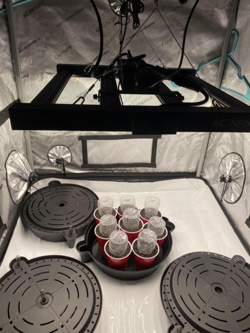 Ruthless cultivation. Week 1