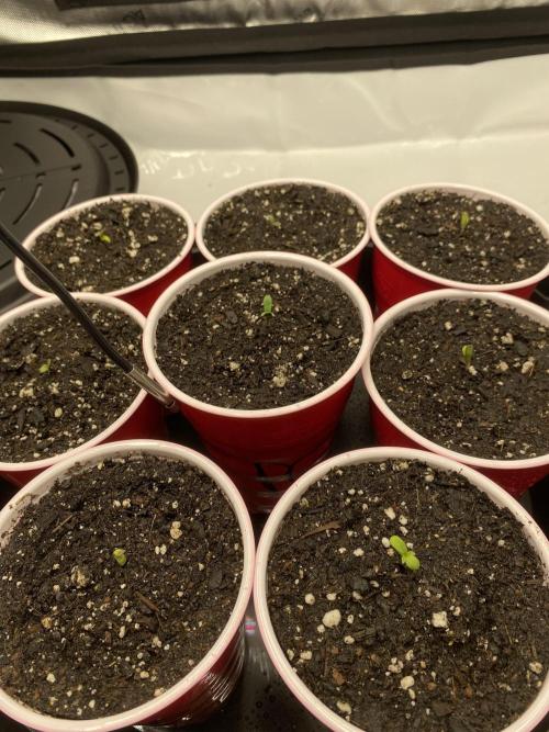 Ruthless cultivation. Week 1