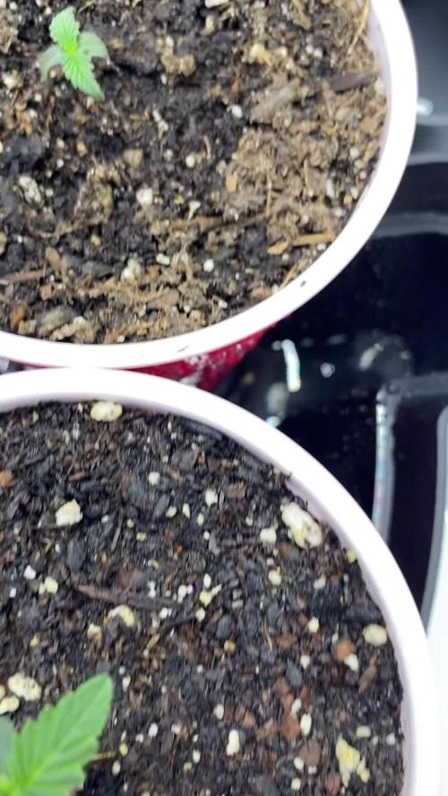 Ruthless cultivation