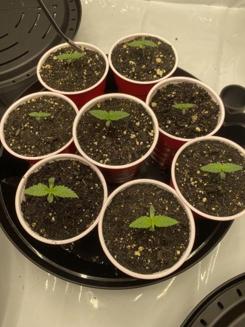 Ruthless cultivation. Week 1