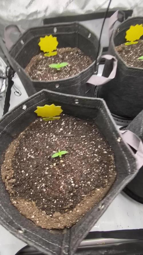 Ruthless cultivation