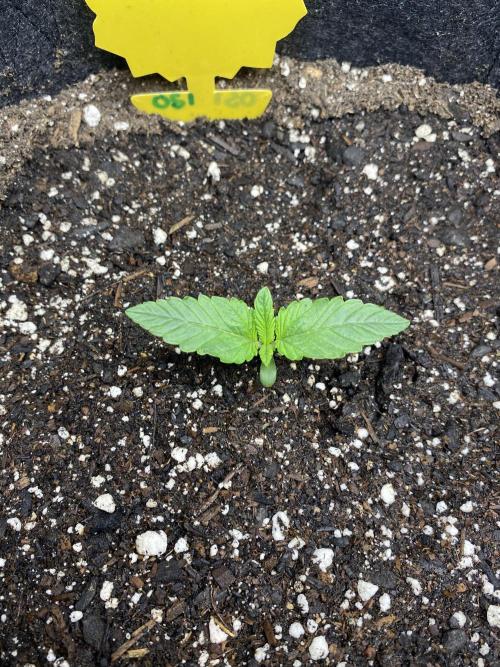 Ruthless cultivation. Week 1