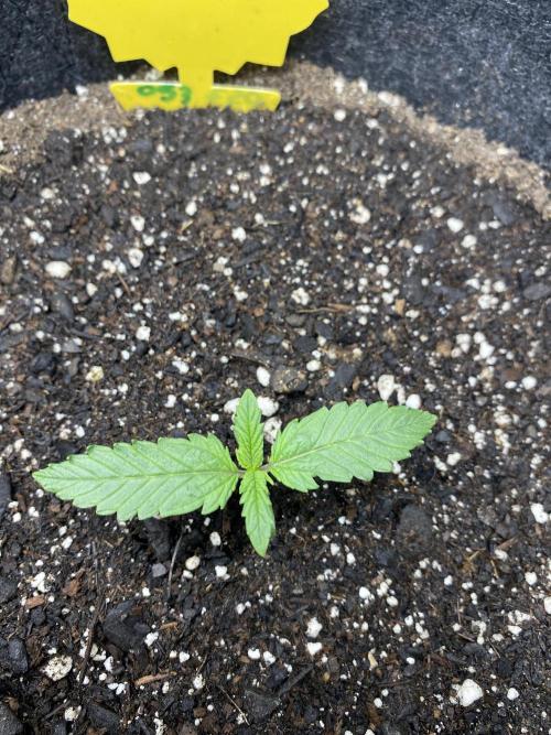 Ruthless cultivation. Week 1