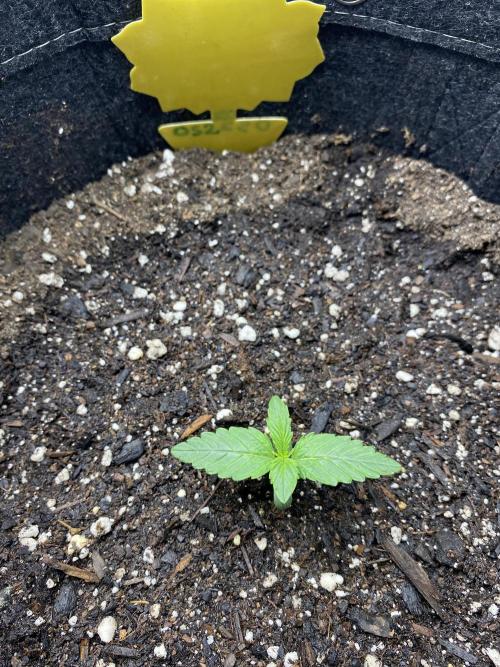 Ruthless cultivation. Week 1