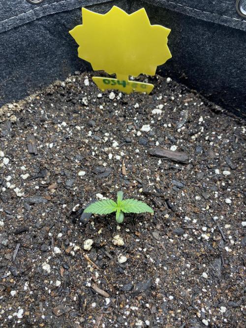 Ruthless cultivation. Week 1