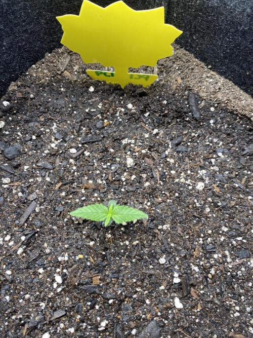 Ruthless cultivation. Week 1