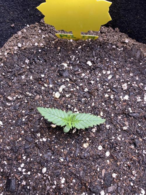 Ruthless cultivation. Week 1