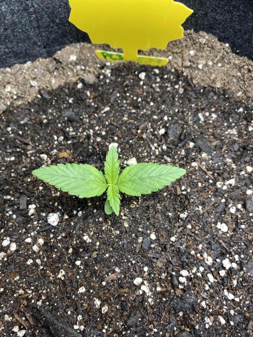 Ruthless cultivation. Week 1