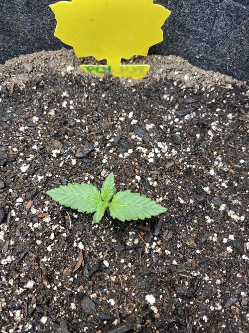 Ruthless cultivation. Week 1