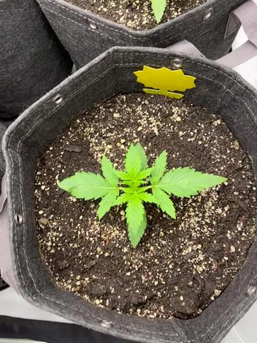 Ruthless cultivation